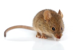 House Mouse in Studio