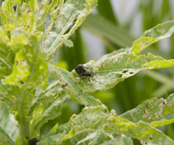 Japanese Beetle Damage on Leaves
