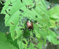 Japanese Beetle Damage