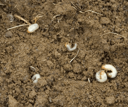 Japanese Beetle Grubs