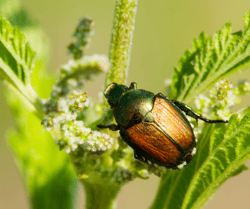 Japanese Beetle on Flower