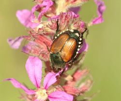Japanese Beetle on Pink Flower