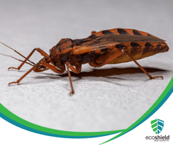 Kissing Bug Close Up