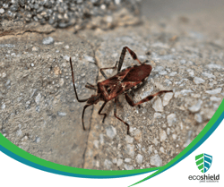 Kissing Bug on Ground