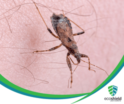 Kissing Bug on Skin