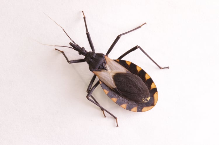 Kissing Bug1