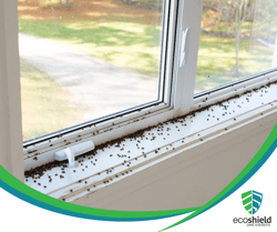 Ladybug Colony on Window Sill