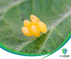 Ladybug Eggs on Leaf