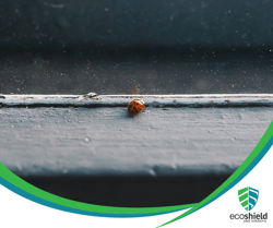 Ladybug on Window