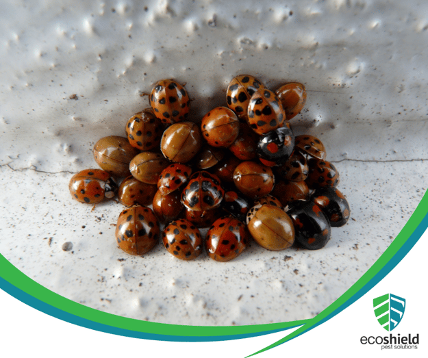 What’s the Difference Between Ladybugs and Asian Lady Beetles?