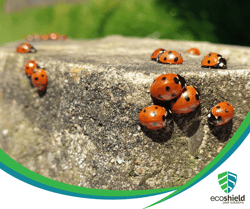 Ladybugs on Cement