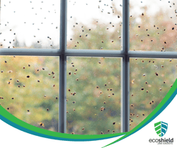 Ladybugs on Window