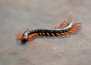Large Centipede on Cement