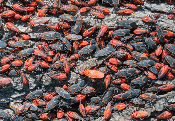 Large Mass of Boxelder Bugs on Tree Bark