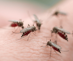 Many Mosquitoes on Skin