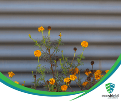 Marigolds by House