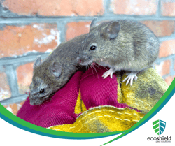 Mice in Gloved Hand