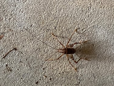 Cricket of Many Names: What is a Spricket?