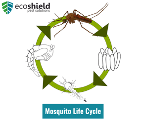 Mosquito Life Cycle
