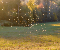 Mosquito Swarm (1)
