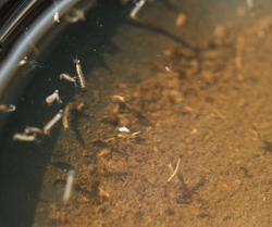 Mosquito Wrigglers