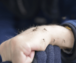 Mosquitoes on Hand