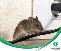 Mouse Chewing Wires