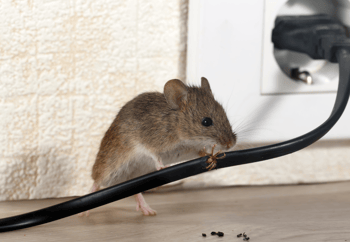 Mouse Chewing on Black Electrical Wire