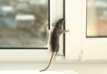 Mouse Climbing Window