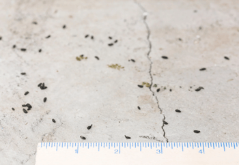 Mouse Droppings on Concrete Floor