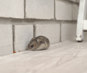 Mouse Inside by Brick Wall