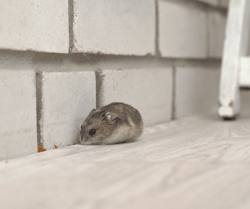 Mouse Inside by Wall