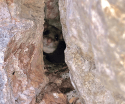 Mouse Peeking from Crack