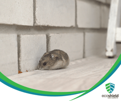 Mouse by Wall