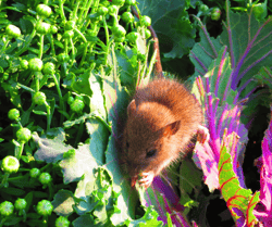 Mouse in Garden