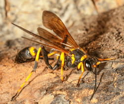 Mud Daube on Dirt