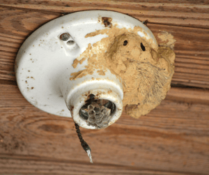 Mud Dauber Nest on Base of a Light Bulb Mount