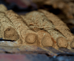 Mud Dauber Nest and Cells