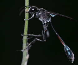 Mud Dauber on Vine