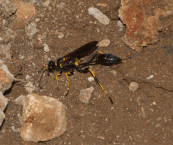 Mud Dauber