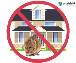 No Mouse in House