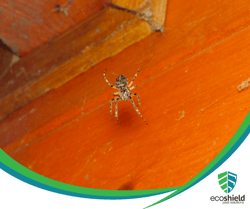 Orb Weaver Spider