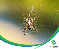 Orb Weaver Spider2
