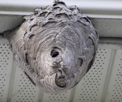 Paper Wasp Nest on Gutters