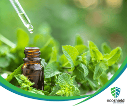 Peppermint Leaves and Oil