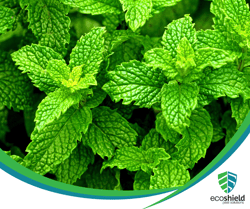 Peppermint Leaves