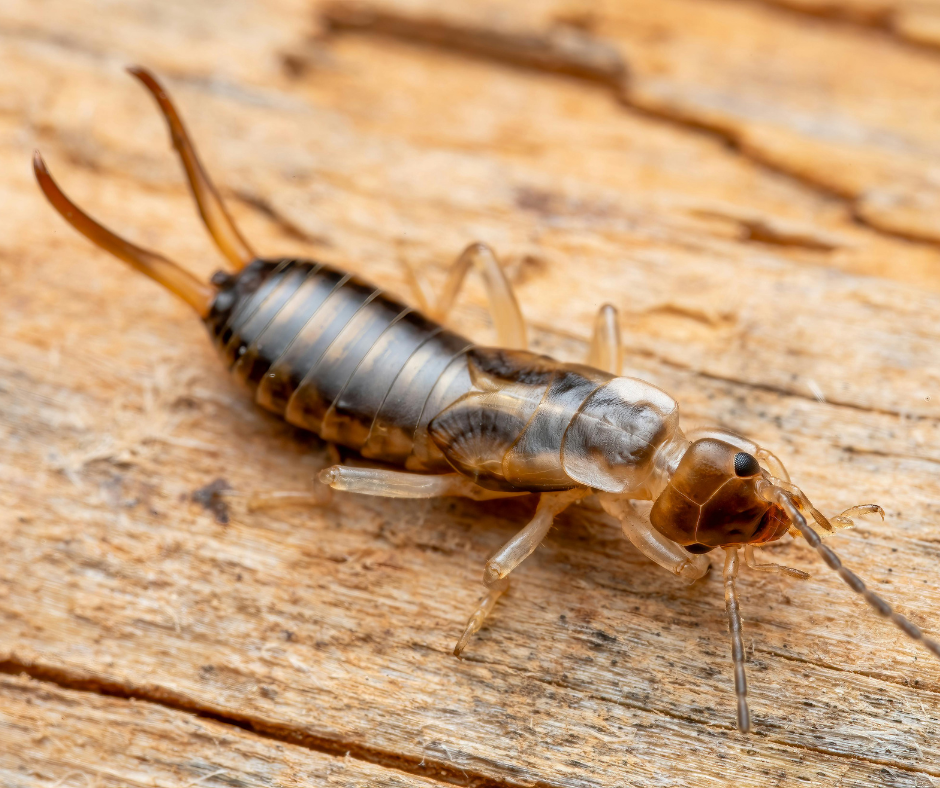 Pincer Bug on Wood