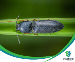 Powderpost Beetle