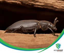 Powderpost Beetle2