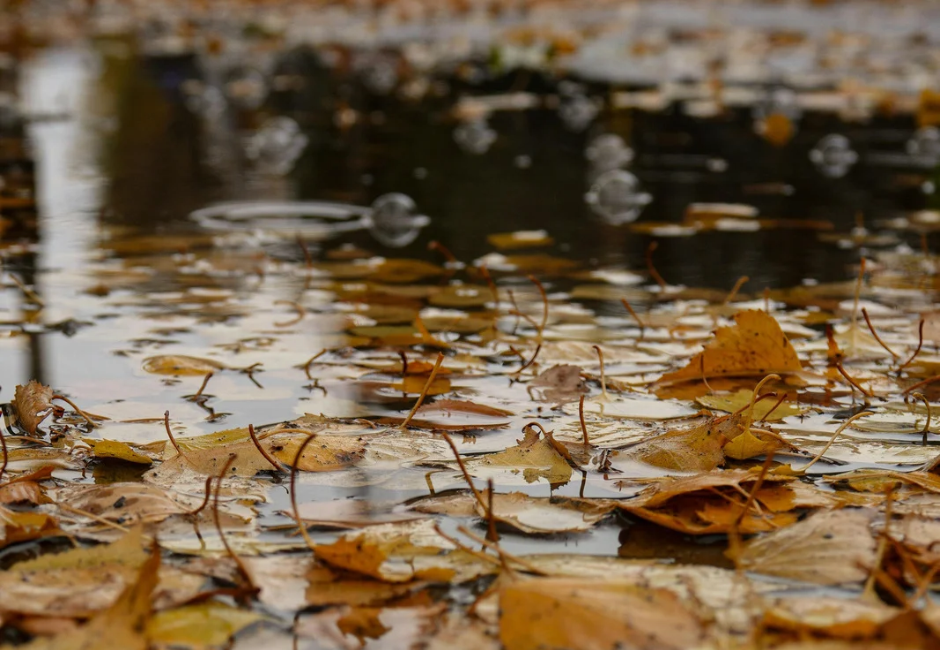 Puddle Filled with Fall Leaves